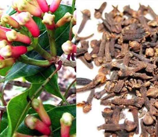 लौंग की खेती के लिए सिंचाई | Long Ki Kheti clove cultivation