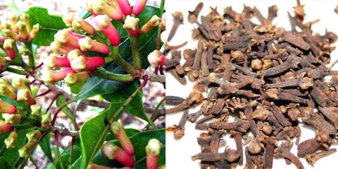 clove cultivation