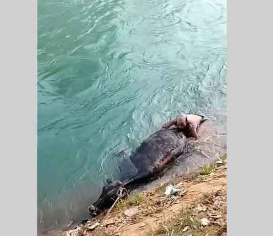 कड़ाके की ठंड के बावजूद गाय की जिंदगी बचाने के लिए भाखड़ा नहर में कूदे सेवादार
