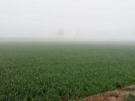 farmer