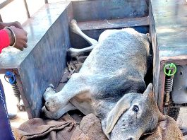 ठंड में बीमार गोवंश का कराया इलाज