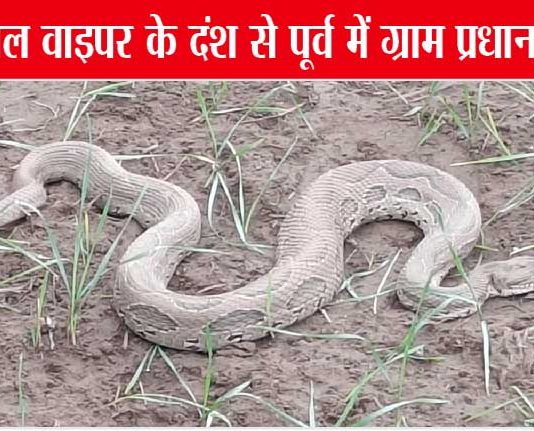 खतरनाक रसल वाइपर साँप ने उड़ाये ग्रामीणों के होश up-news