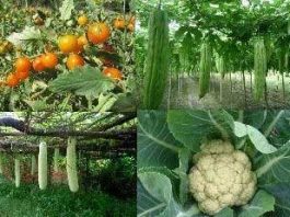 Kota-farmer