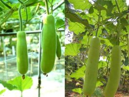 लौकी की ये नई विधि बना देगी किसानों को मालामाल | Lauki Ki Kheti Kaise Kare Lauki Ki Kheti Kaise Kare