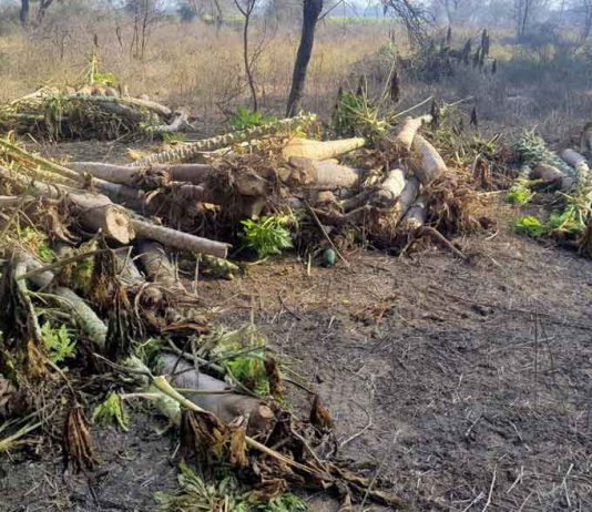 बागवानी पर मौसम की मार, पाले से बर्बाद हुई पपीते की फसल