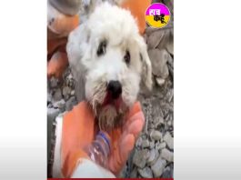 Turkey भूकंप : 72 घंटे बाद जब मलबे से जिन्दा निकला बेजुबान