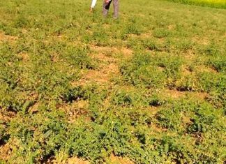 Chane ki Kheti: सिरसा जिले में हर साल घट रहा है चनों की बिजाई का रकबा, इस बार 600 हेक्टेयर बढ़ा Sowing Chickpeas