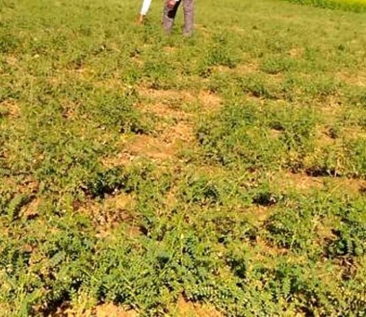 Chane ki Kheti: सिरसा जिले में हर साल घट रहा है चनों की बिजाई का रकबा, इस बार 600 हेक्टेयर बढ़ा Sowing Chickpeas