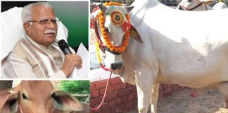 Haryana Desi Cow Subsidy