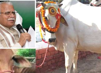 Haryana Desi Cow Subsidy