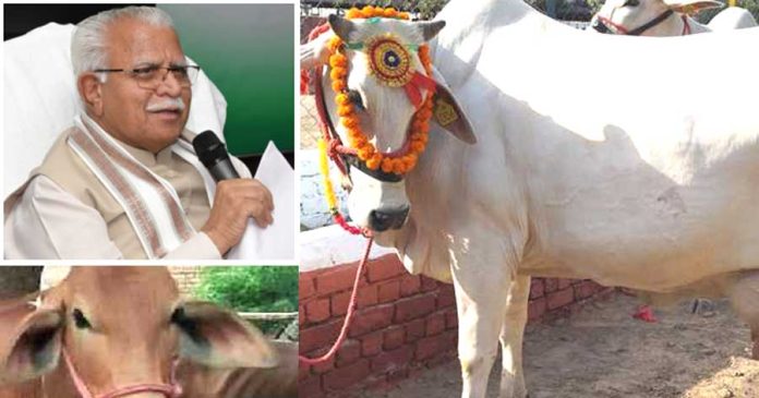 Haryana Desi Cow Subsidy
