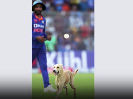 लुंगी डांस पर झूमे Virat Kohli, ग्राउंड में घुसा डॉगी, देखें भारत-ऑस्ट्रेलिया मैच के सुनहरे पल IND vs AUS Highlights