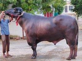 10 Crore Buffalo