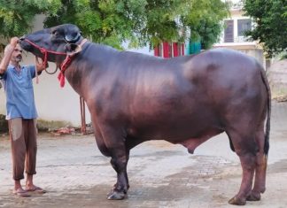 10 Crore Buffalo