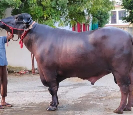 10 Crore Buffalo