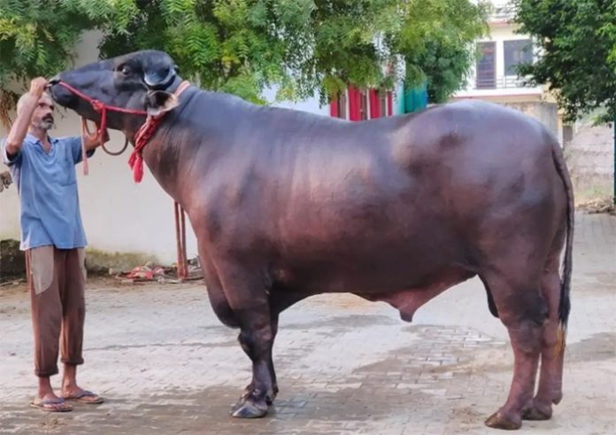 10 Crore Buffalo