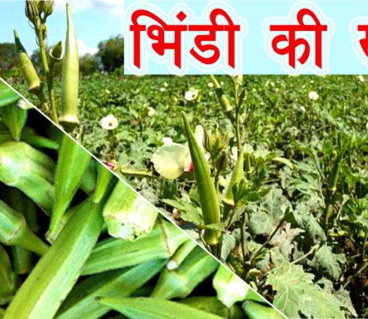 Bhindi ki Kheti