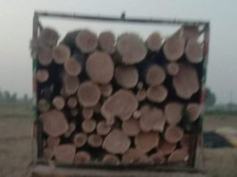 महमूदपुर परवाना में दबंगों ने कटवा डाले दर्जनों सरकारी पेड़ Bulandshahr