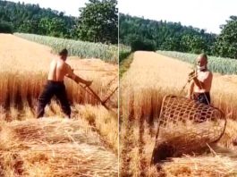 VIDEO: जुगाड़ी किसान! गेहूं की कटाई देखकर हर कोई हैरान Jugaadi-farmer