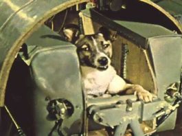 Laika Doggy: जब अंतरिक्ष में पहली बार कुत्ता गया तो… Laika-Doggy