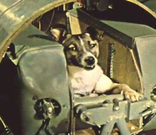 Laika-Doggy