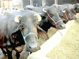 Milch Animals