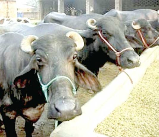 Milch Animals