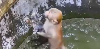 Monkey-viral-video