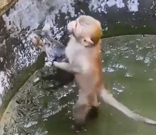 Monkey-viral-video