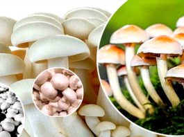 Mushroom Ki Kheti