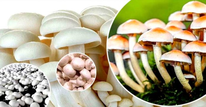 Mushroom Ki Kheti