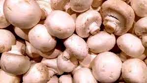 Mushroom Ki Kheti