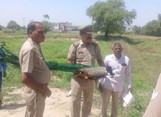 National-bird-peacock