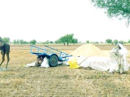 Sirsa News