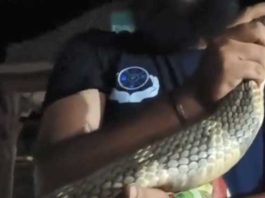 Snake