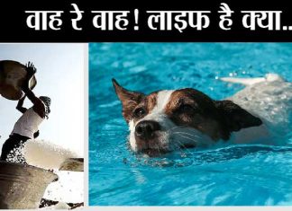 luxury life of dogs: आम आदमी की हालत टाइट, कुत्तों की लग्जरी लाइफ luxury-life-of-dogs