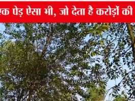 एक ऐसा करामाती पेड़, जिसकी करोड़ों की कमाई कर देगी आपको मालामाल Chandan-Ki-Kheti