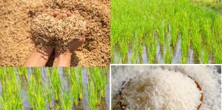 Cultivation of Basmati Rice
