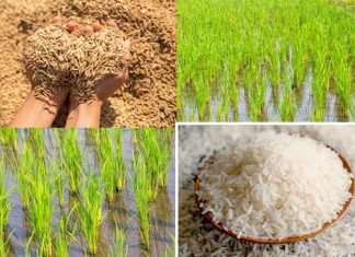 Cultivation of Basmati Rice