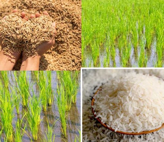 Basmati Rice: बासमती धान: कम लागत में पाएं बेशुमार पैदावार Cultivation of Basmati Rice