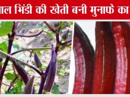 Lal Bhindi Ki Kheti