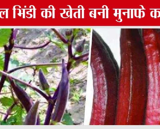 Lal Bhindi Ki Kheti