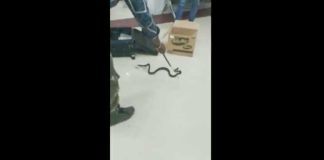 Snake-Viral-Video