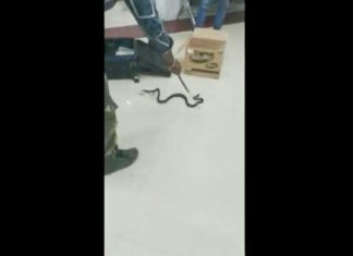 Snake-Viral-Video