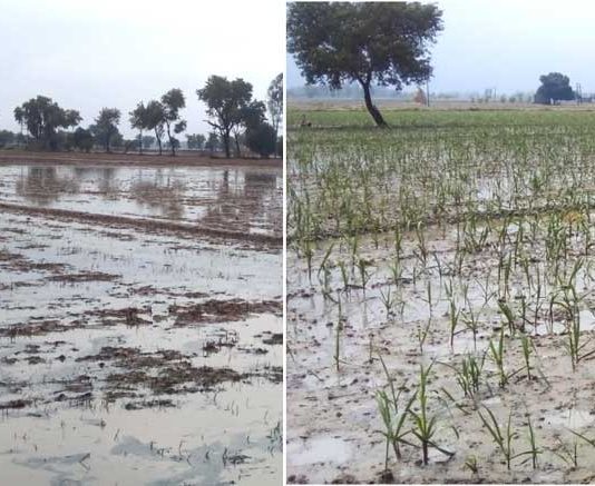 मूसलाधार बरसात आई, किसानों के चेहरे पर खुशियां लाई Uklana News