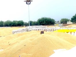 Weather Haryana: बेमौसमी बारिश से अगेती बिजाई प्रभावित, फसलें हो रही कुरुंड Weather-Haryana