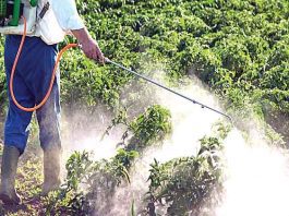 कीटनाशक सबसे पहले किसानों के लिए खतरा Hanumangarh News