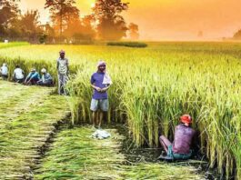 Agriculture
