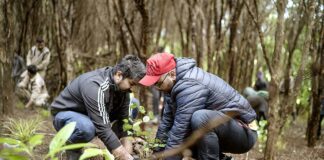 Tree Plantation |