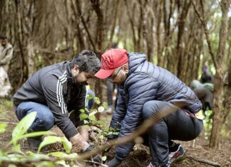 Tree Plantation |